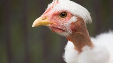 What Is A Turkin? Facts You Need To Know About A Turken Chicken