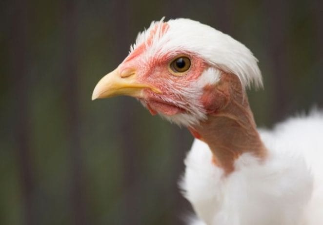 What Is A Turkin? Facts You Need To Know About A Turken Chicken