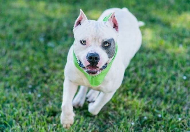 White Pitbull with Black Spots Names