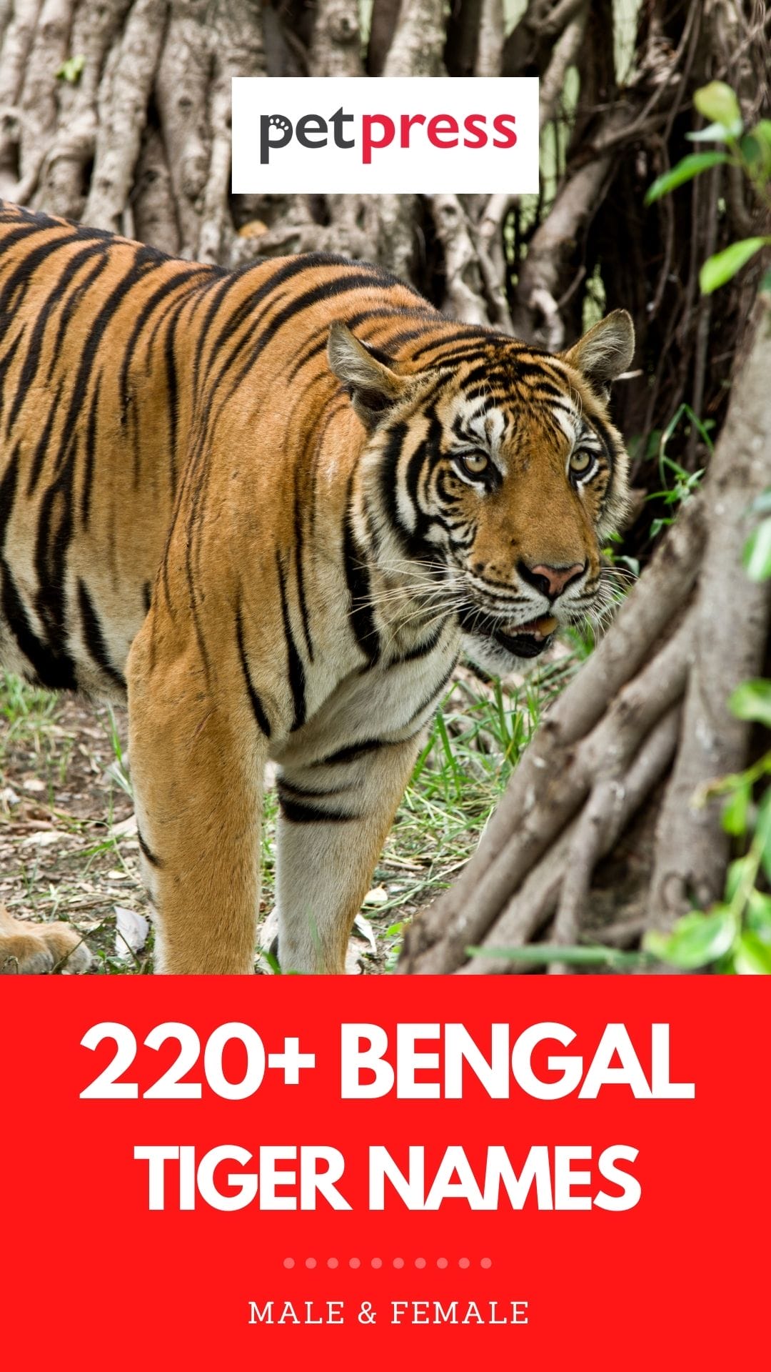 220+ Bengal Tiger Names Names For A Bengal Tiger