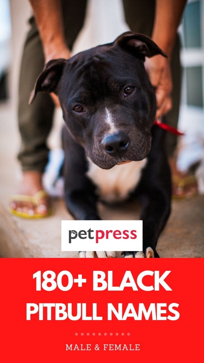 180+ Black Pitbull Names: The Best Names for Your Pet Black Pitbull