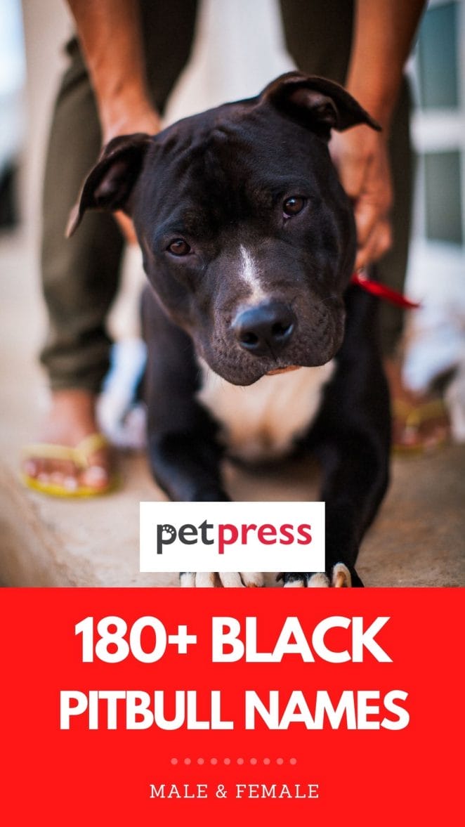 black pitbull names