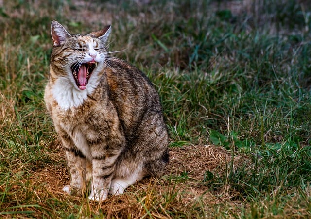 brown-white-male-cat-names