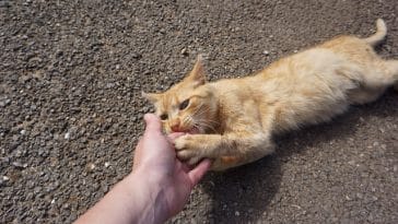 cat-bite-hand