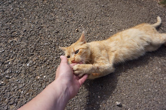 cat-bite-hand