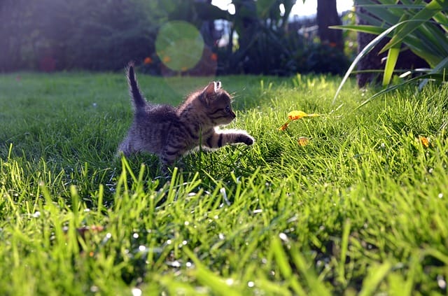 cat-playing-outside