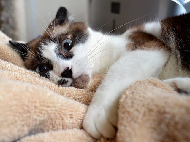 cute-brown-white-cat-names