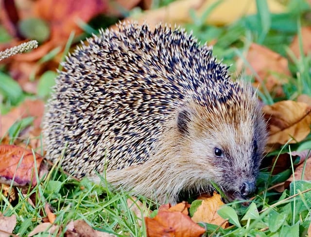 cute-male-hedgehog-names