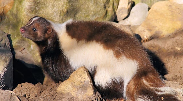 140+ Best Pet Skunk Names For Your Adorable Pet Skunks