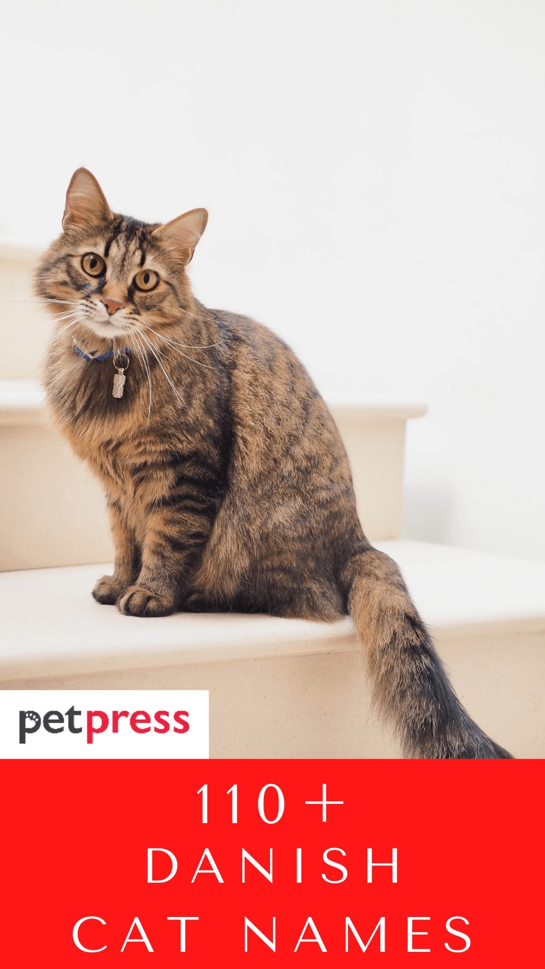 110+ Danish Cat Names For Both Male And Female Your Feline Friends