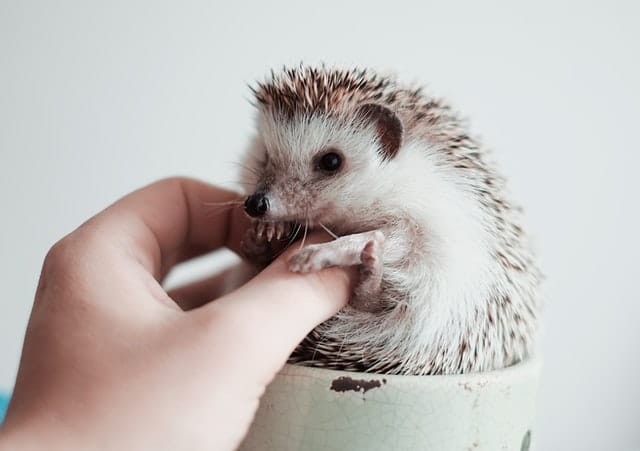 110+ Famous Hedgehog Names For Your Adorable Pet Hedgehogs