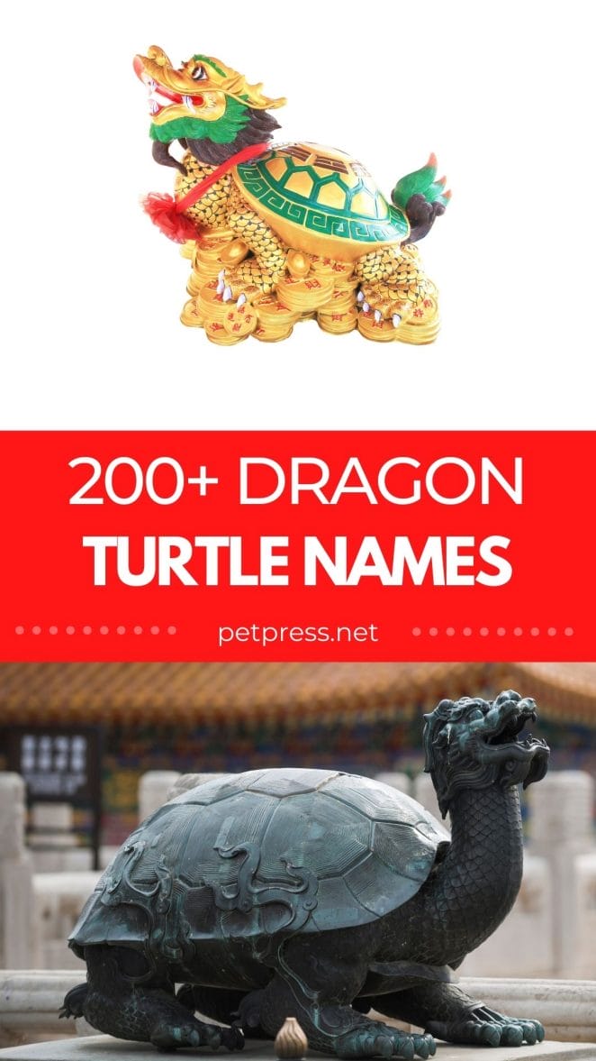 dragon turtle names