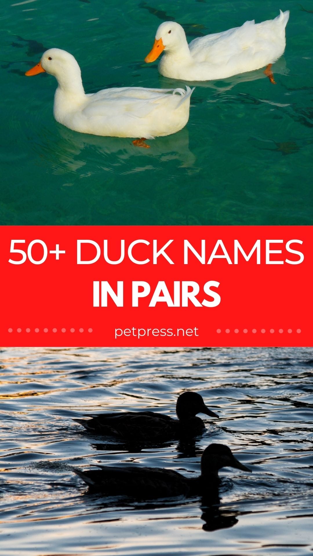 The Best Duck Names in Pairs 50+ Names for a Pair of Ducks