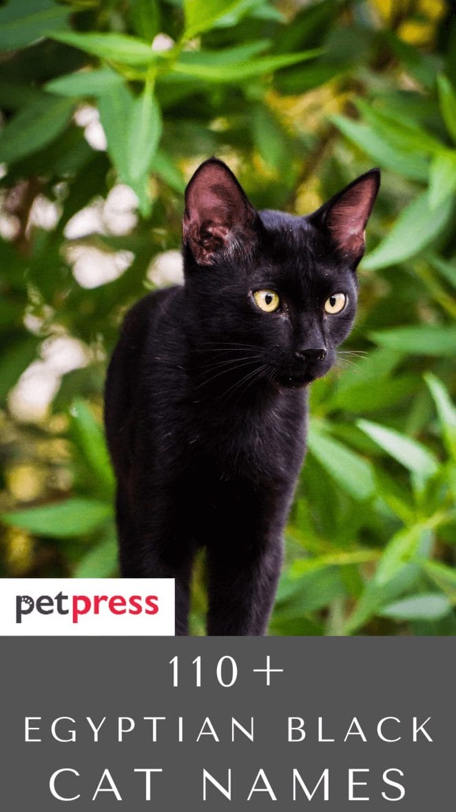 egyptian-black-cat-names