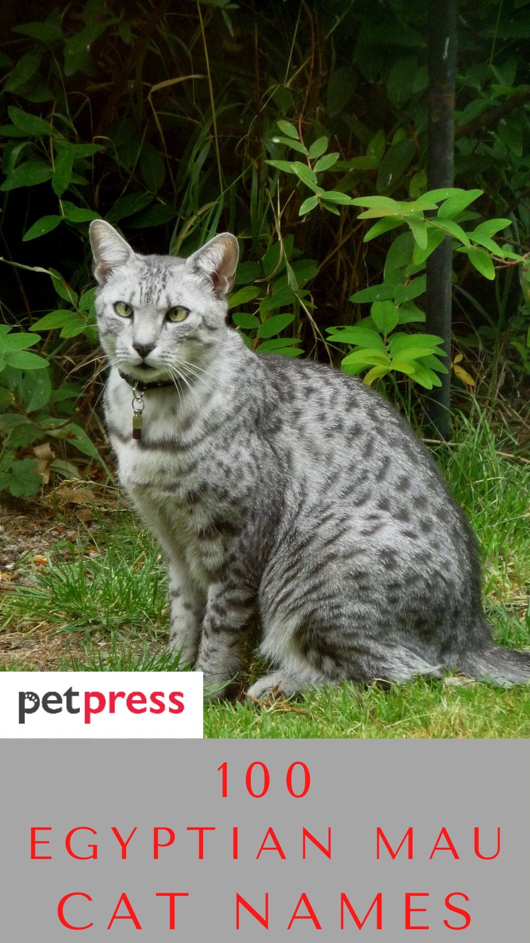 100 Best Egyptian Mau Cat Names For Both Male And Female Cats