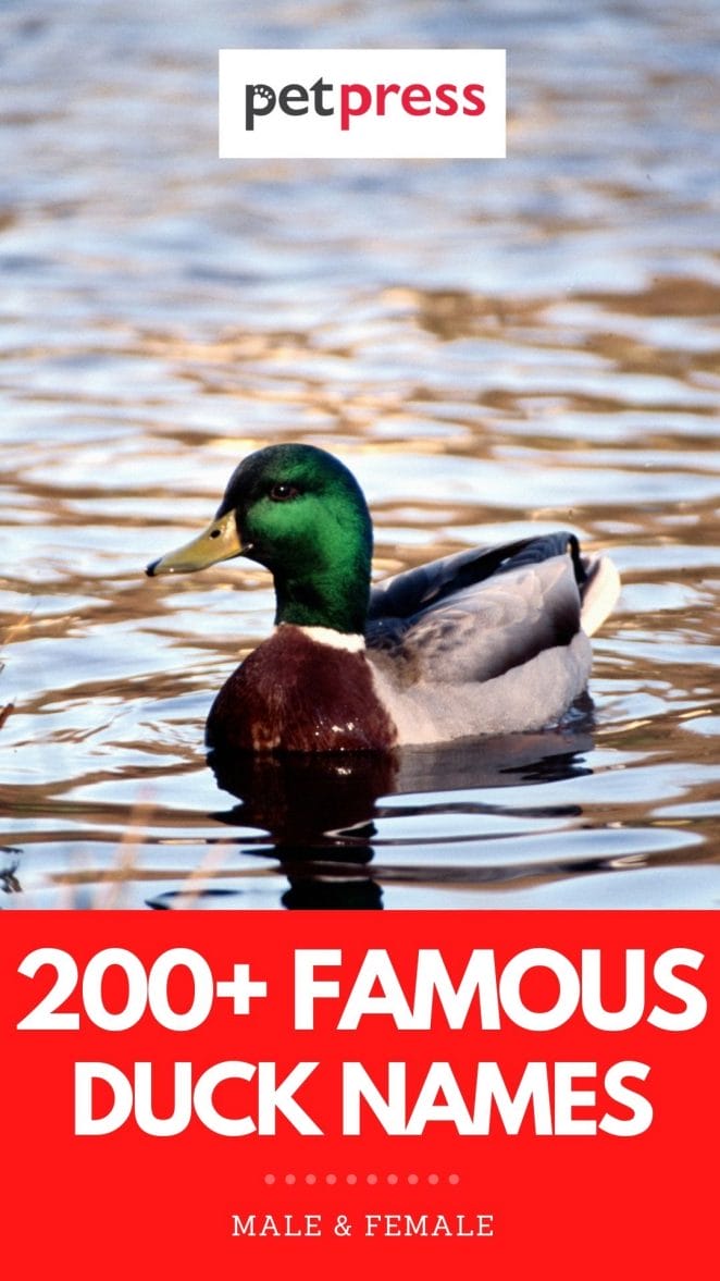 famous duck names