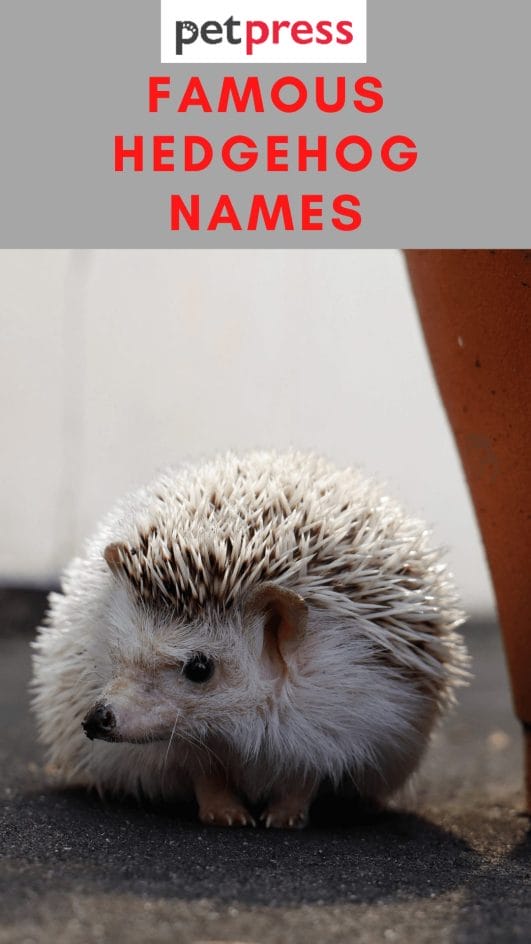 110+ Famous Hedgehog Names For Your Adorable Pet Hedgehogs