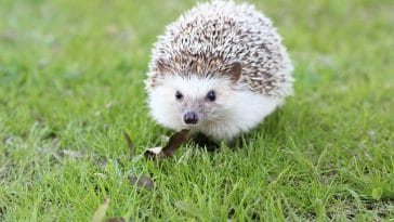 female-disney-hedgehog-names