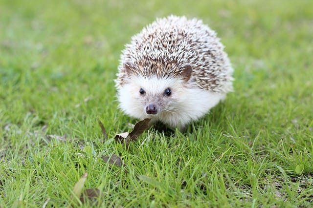 female-disney-hedgehog-names