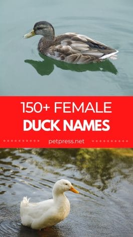 150+ Best Female Duck Names: Unique Names for Your Feathered Friend