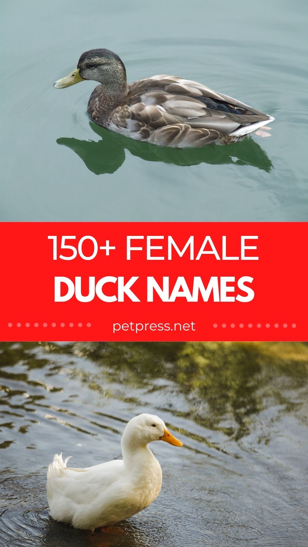 150+ Best Female Duck Names: Unique Names for Your Feathered Friend