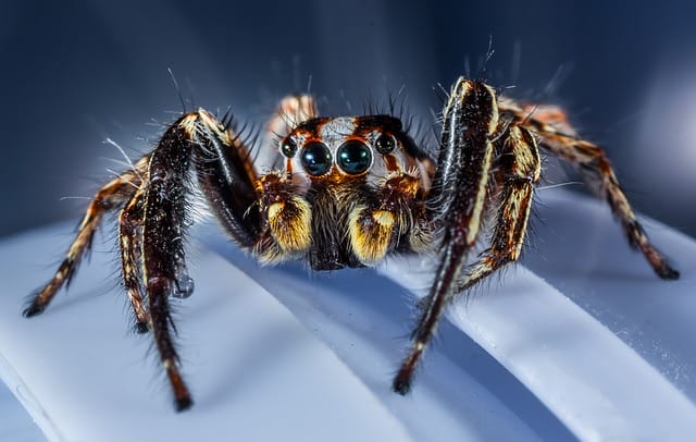 80 Funny And Hilarious Spider Names For Your Pet Spiders 80 Funny And Hilarious Spider Names For Your Pet Spiders