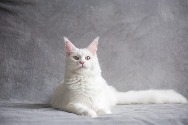 female-japanese-white-cat-names