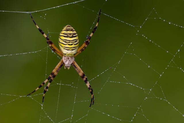 female-names-meaning-spider
