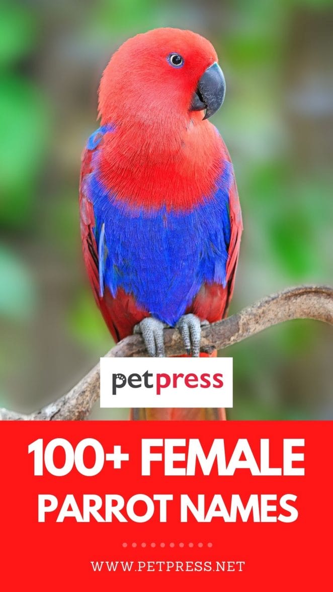 female parrot names