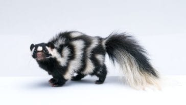 female-skunk-names