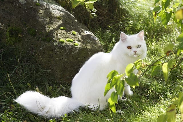 female-white-persian-cat-names