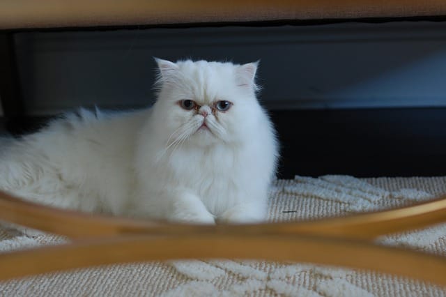 fluffy-white-persian-cat-names