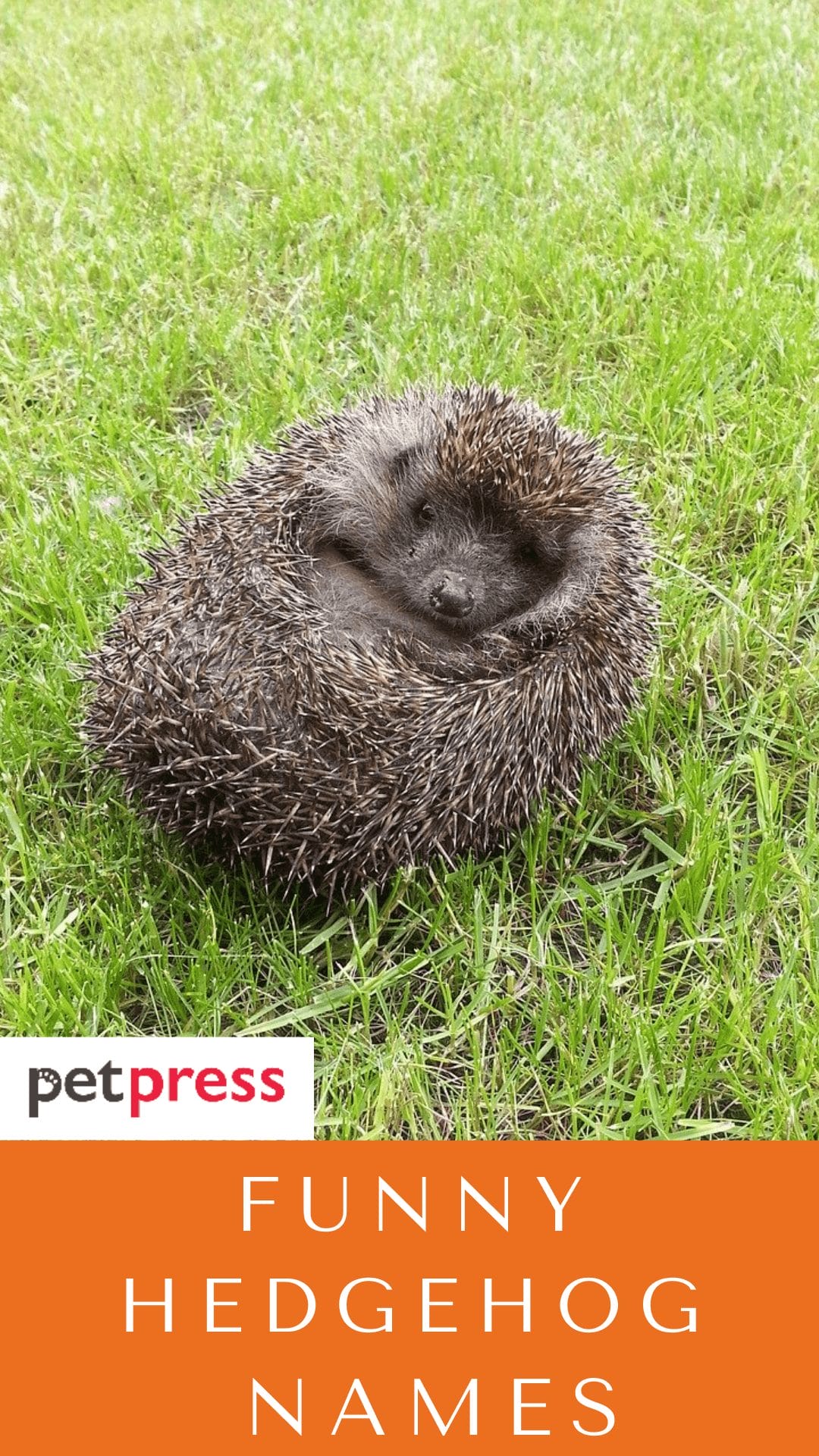 100+ Funny And Hilarious Hedgehog Names