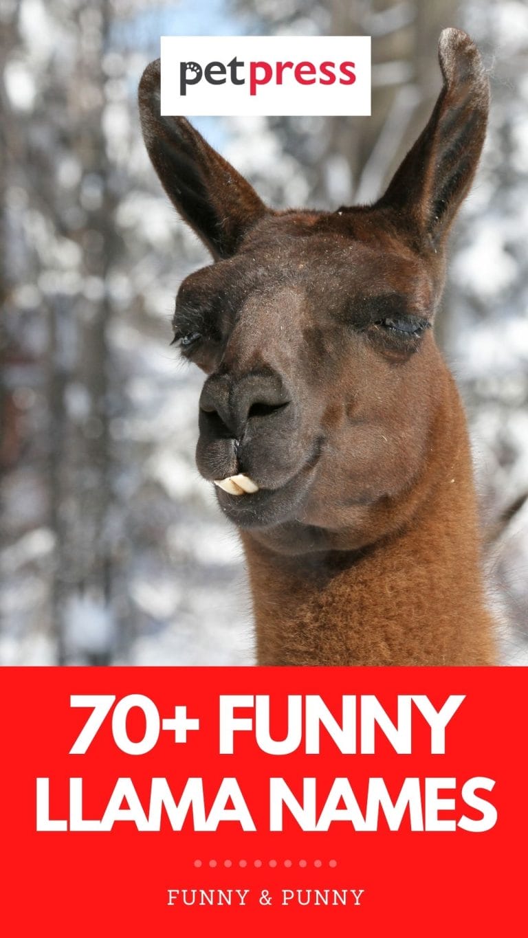 70+ Funny Llama Names Guaranteed to Make You Laugh