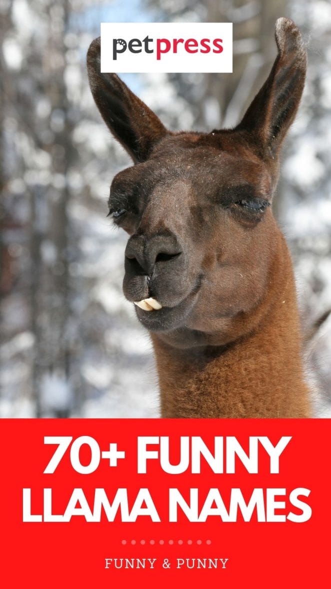 funny llama names