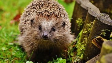 funny-male-hedgehog-names