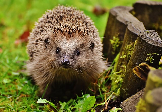 funny-male-hedgehog-names