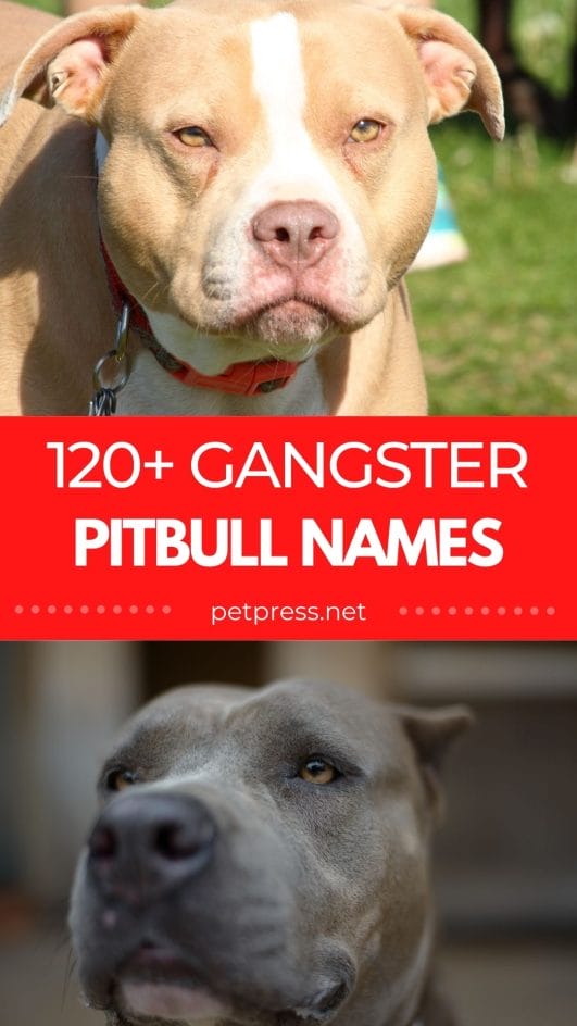 120+ Gangster Pitbull Names: The Best Names for Your Tough Pitbull