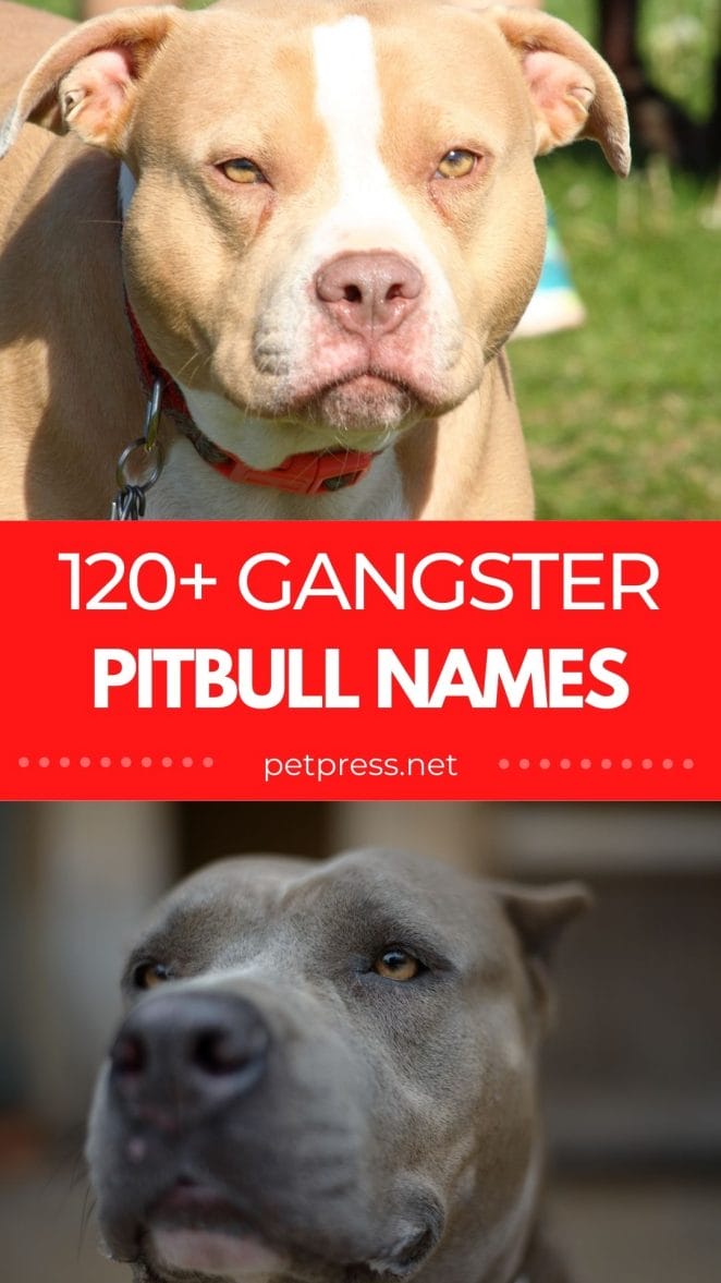 gangster pitbull names