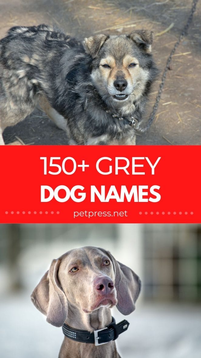grey dog names