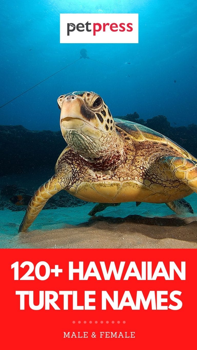 120+ Hawaiian Turtle Names Names with Meanings For A Pet Turtle