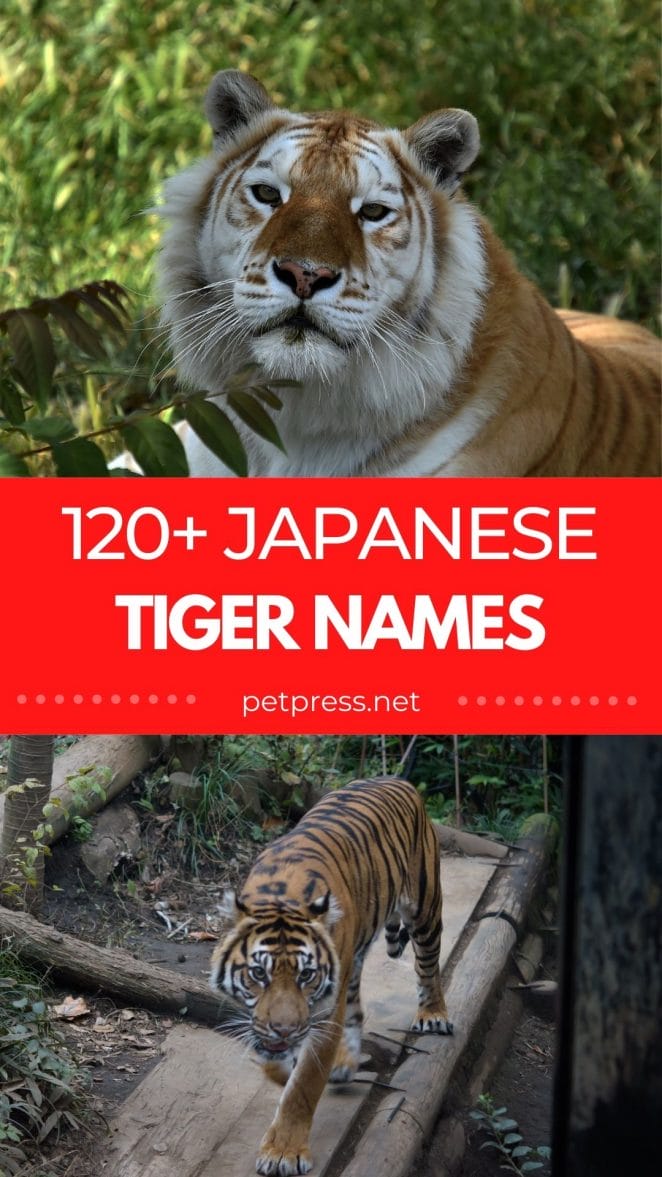 japanese tiger names