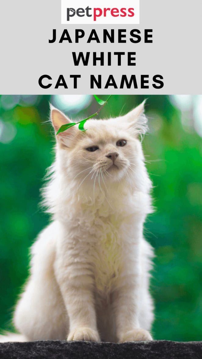 japanese-white-cat-names