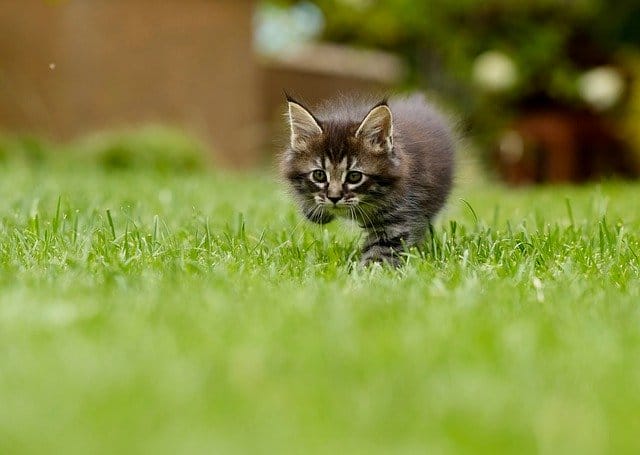 kitten-outside