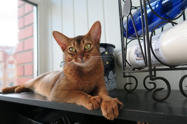 male-abyssinian-cat-names