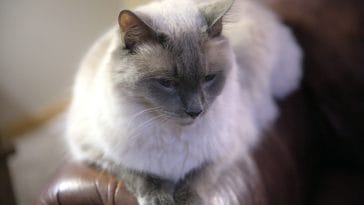 male-balinese-cat-names
