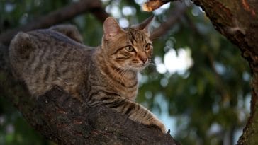 male-baseball-cat-names