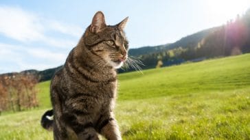 male-danish-cat-names