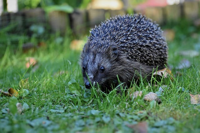 male-disney-hedgehog-names