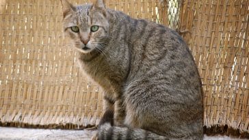 male-egyptian-mau-cat-names